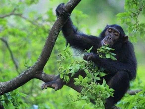 Chimps