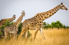 5 Days Tarangire, Serengeti, Ngorongoro Crater and Lake Manyara