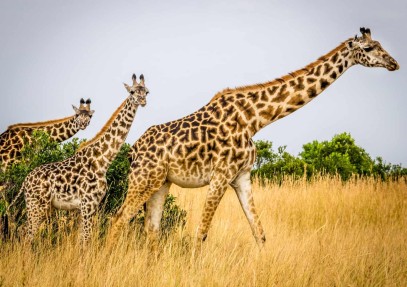 5 Days Tarangire, Serengeti, Ngorongoro Crater and Lake Manyara