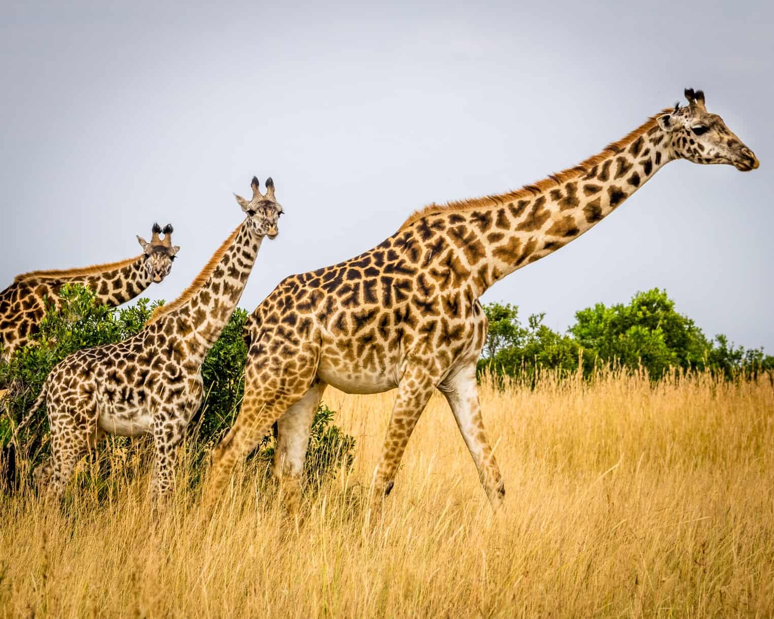 Girrafe