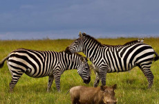 6 Days Wildebeest Migration Lodge Safari