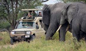 Tara Elephnts