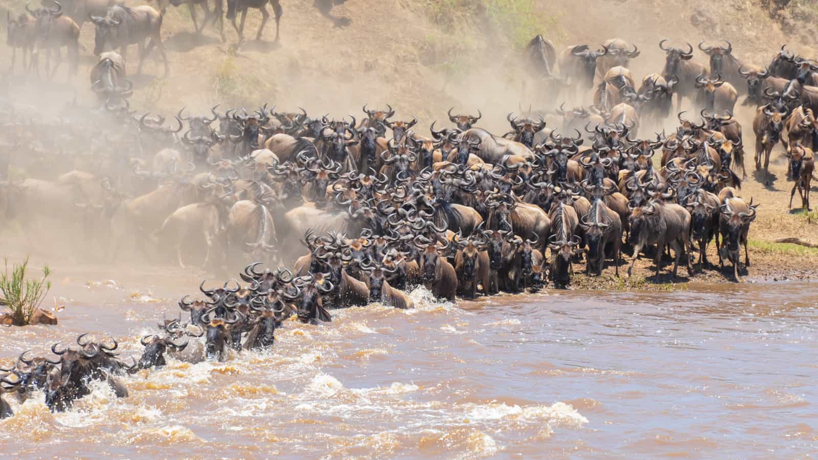 10 Days Tanzania Adventure Wildebeest Migration Crossing Mara River Safari