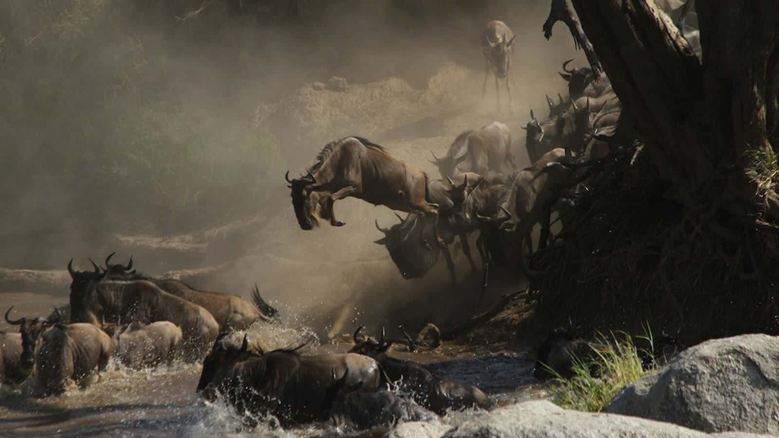 10 Days Tanzania Adventure Wildebeest Migration Crossing Mara River Safari2