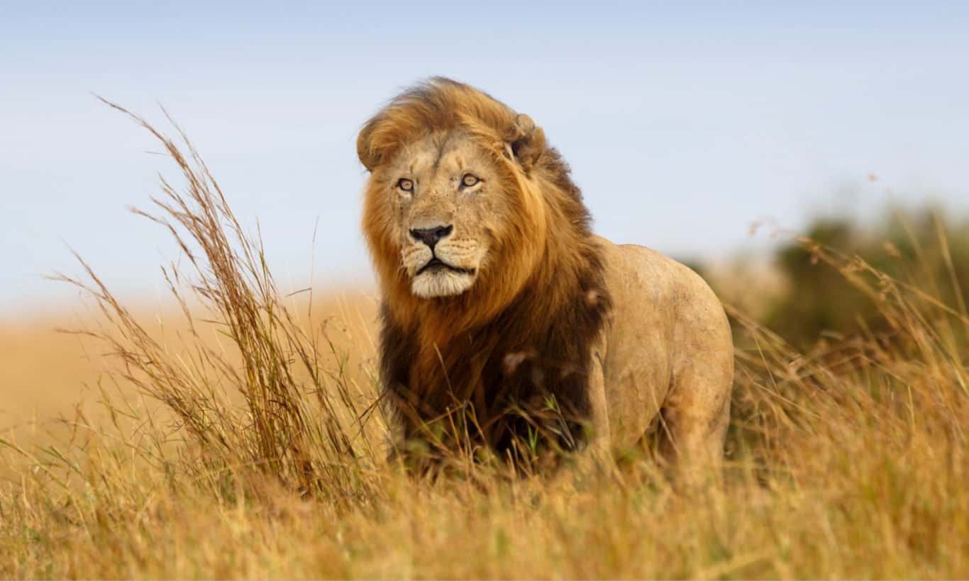 4 Day Tanzania Unforgettable Safari Experience