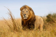 5-Day Tanzania National Parks