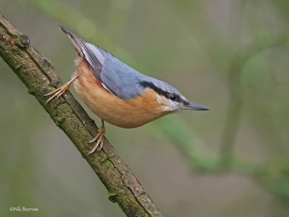 Eurasian Nuthatch Sitta Europaea Caesia