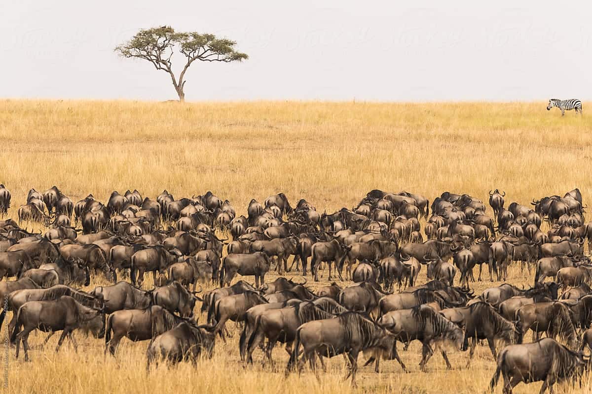 7 Day Serengeti Wildebeest Migration Tracking Safari