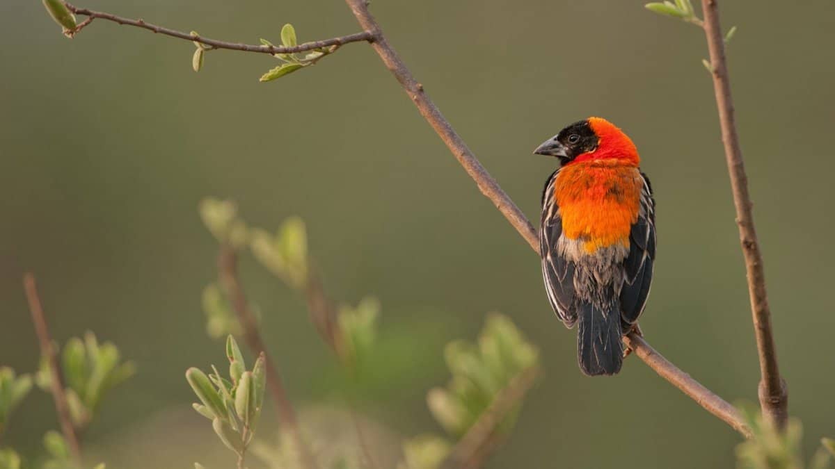 8 Day Tanzania Adventure Birds Watching Safari
