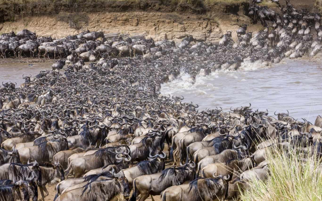 9 Day Serengeti Wildebeest Migration Tracking Safari Scaled
