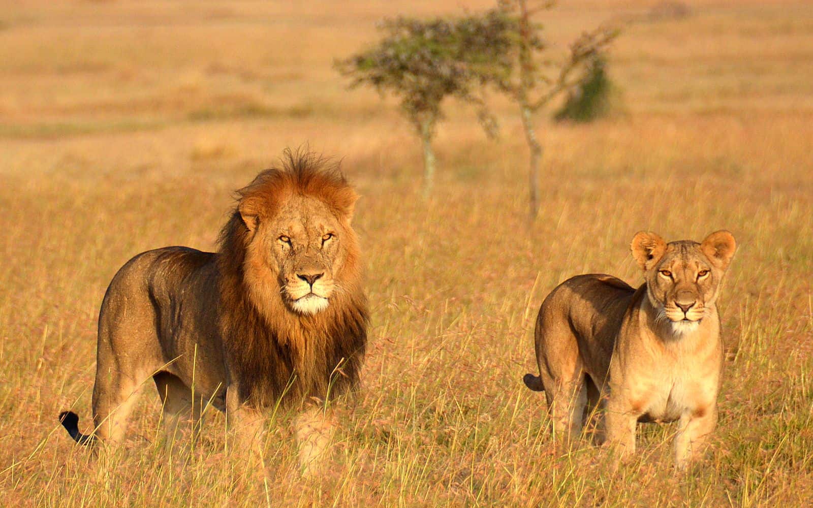 9 Days Kenya And Tanzania Lodges Safari