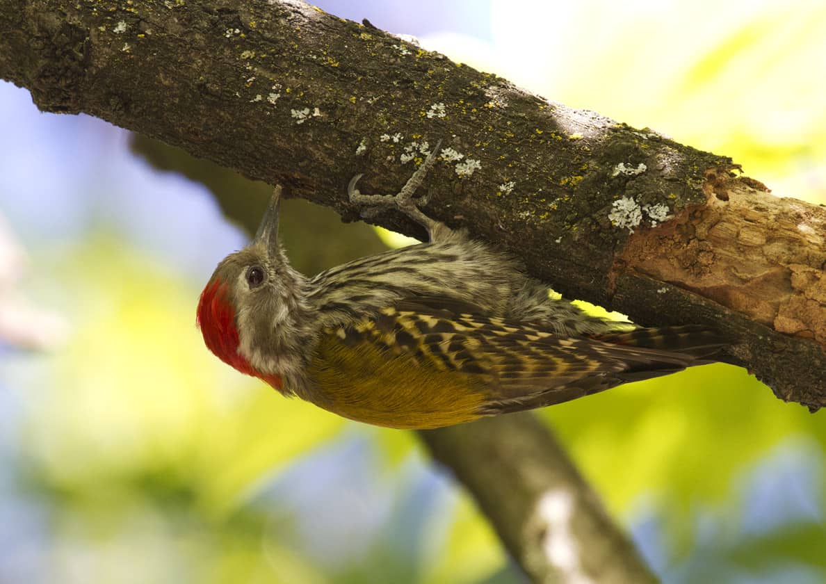 Abyssinian Woodpeckr