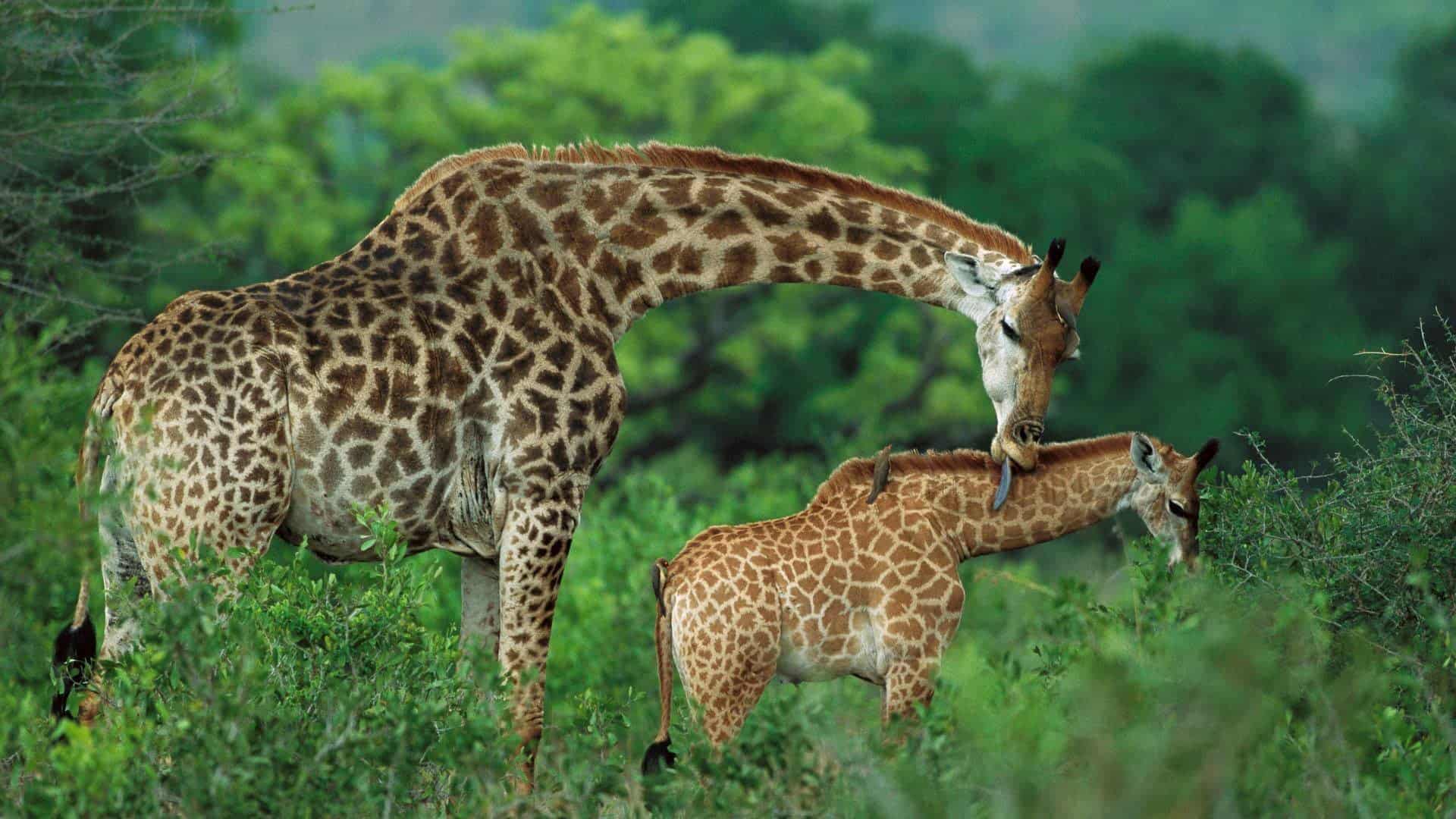 African Giraffe With His Baby In Jungle Hd Wallpaper