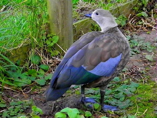 Blue Winged Goose