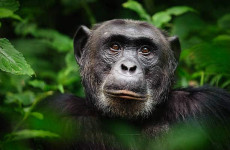 4-Day Chimp Trekking Safari
