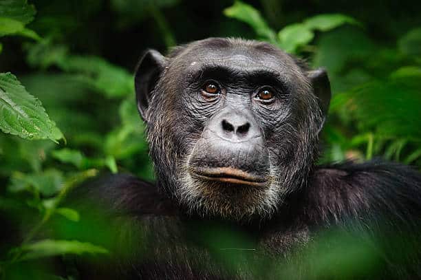 Chimps At Kibale
