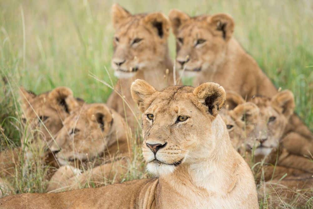 Day Tanzania Big Cats Safari To Serengeti