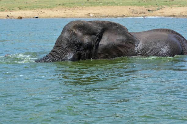 Elephant At Queen