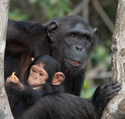 Gombe National Park
