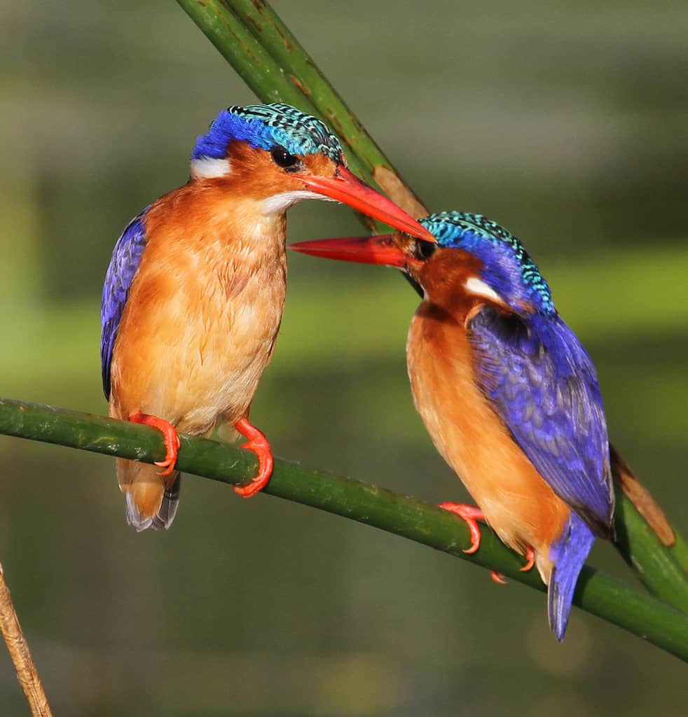 Malachite Kingfisher