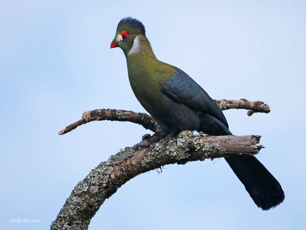 White Cheeked Turaco 2