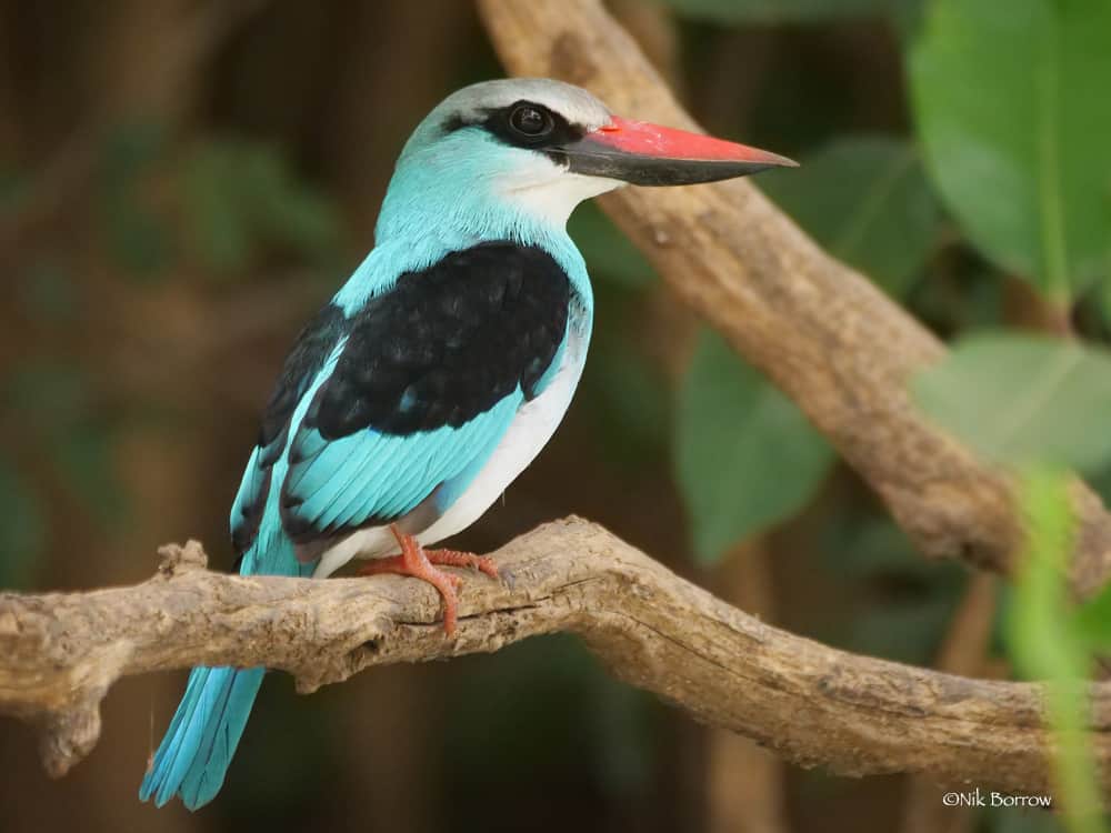 Woodland Kingfisher