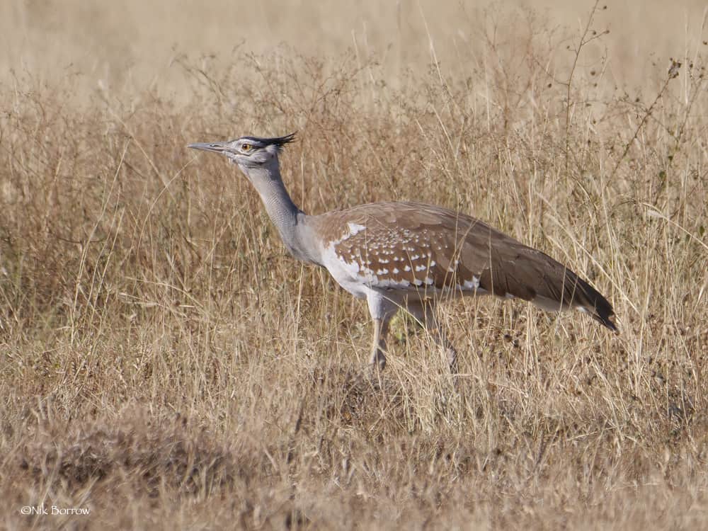 Arabian Bustard Ardeotis A Arabs 45409717604 O