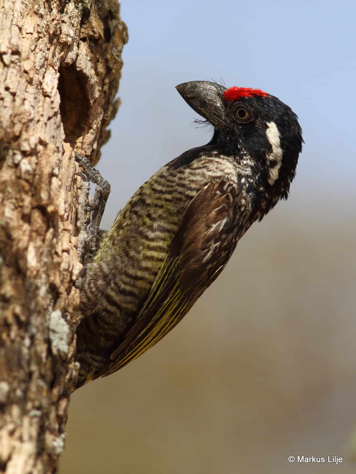 Banded Barbet 27180801578 O