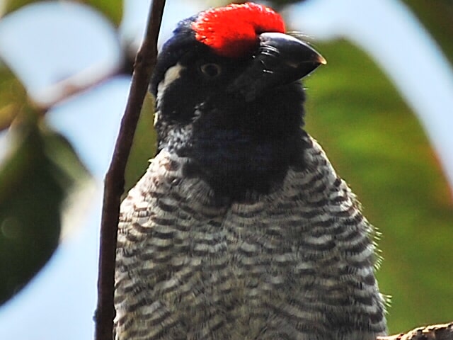 Banded Barbetn Lybius Undatus 7158915864 O