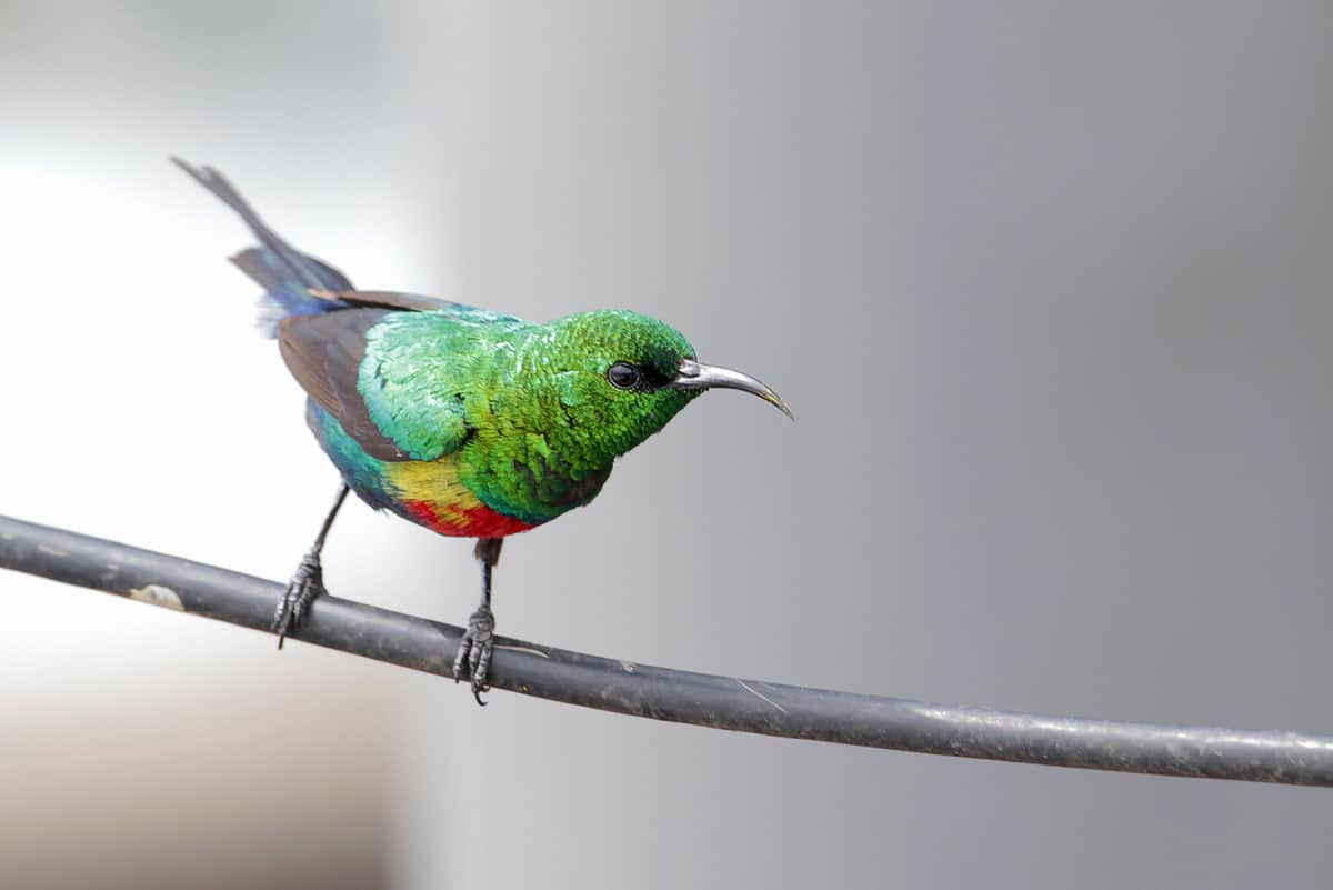 Beautiful Sunbird 48995108946 O