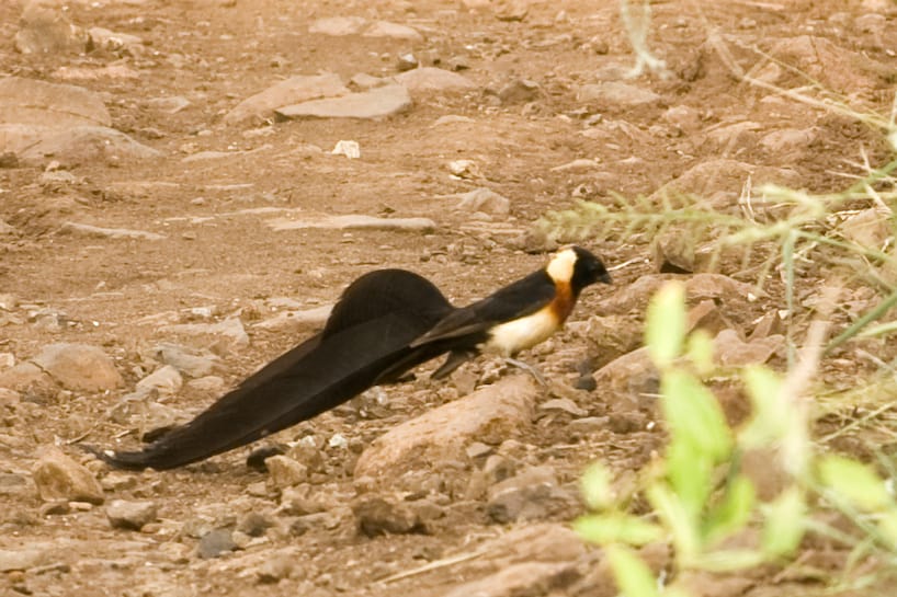 Bizarre Bird 4297097304 O