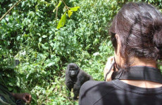 3 Days Uganda Gorilla Safari From Rwanda