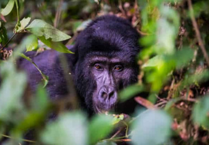 10-Day Uganda Primate & Wildlife Safari