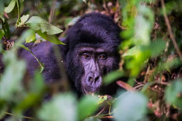 Bwindi Gorillas 4