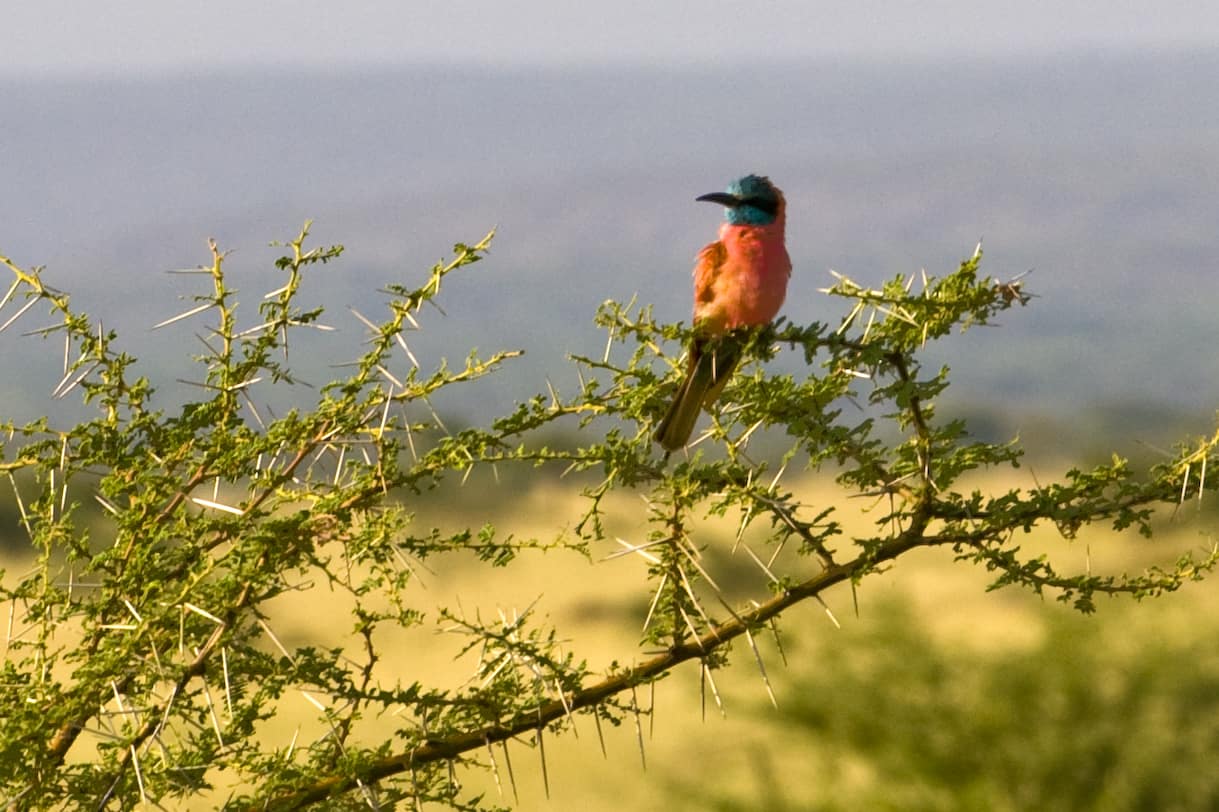 Carmine Bee Eater 4134728806 O