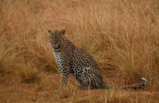 9 Days Ultimate Western Uganda Safari