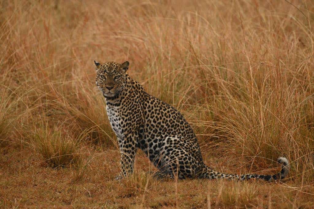 Cheetaah Pic
