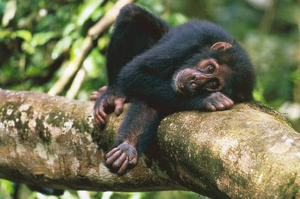 Chimps