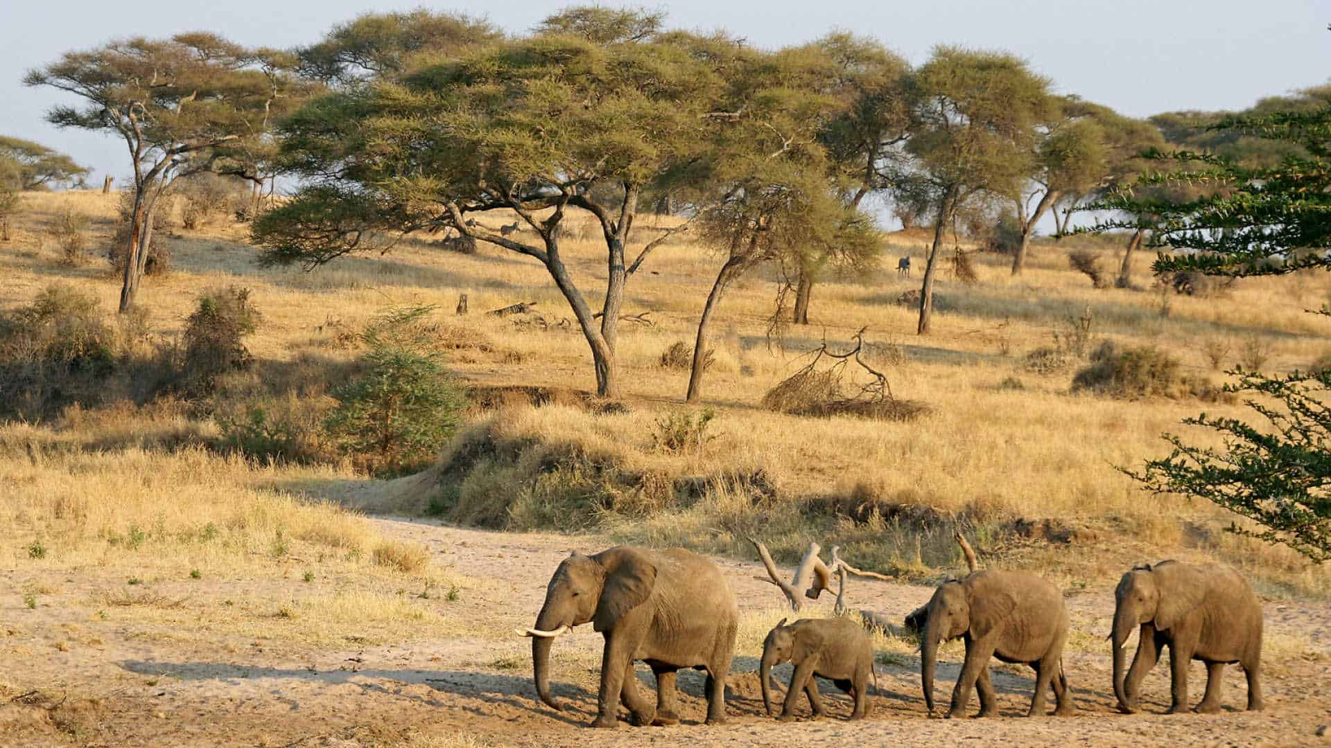 Elephant Tarangire Family
