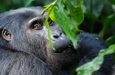 5-Day Uganda Gorilla & Wildlife Safari