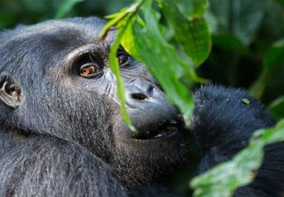 5-Day Uganda Gorilla & Wildlife Safari
