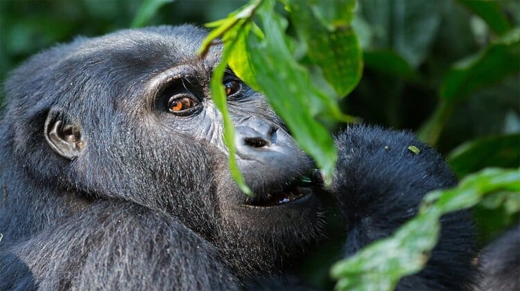 Gorilla