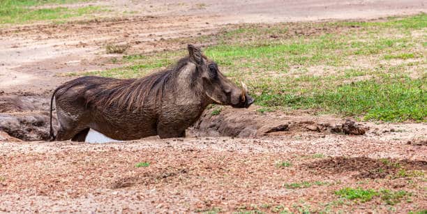 Warthog In Waterhole With Mud At Wild