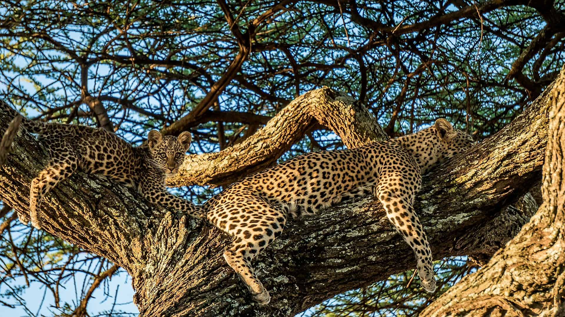 Leopard And Cub