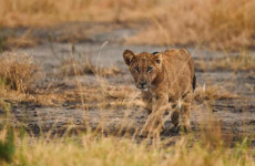 3 Days Queen Elizabeth Safari Uganda