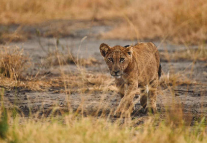 3 Days Queen Elizabeth Safari Uganda