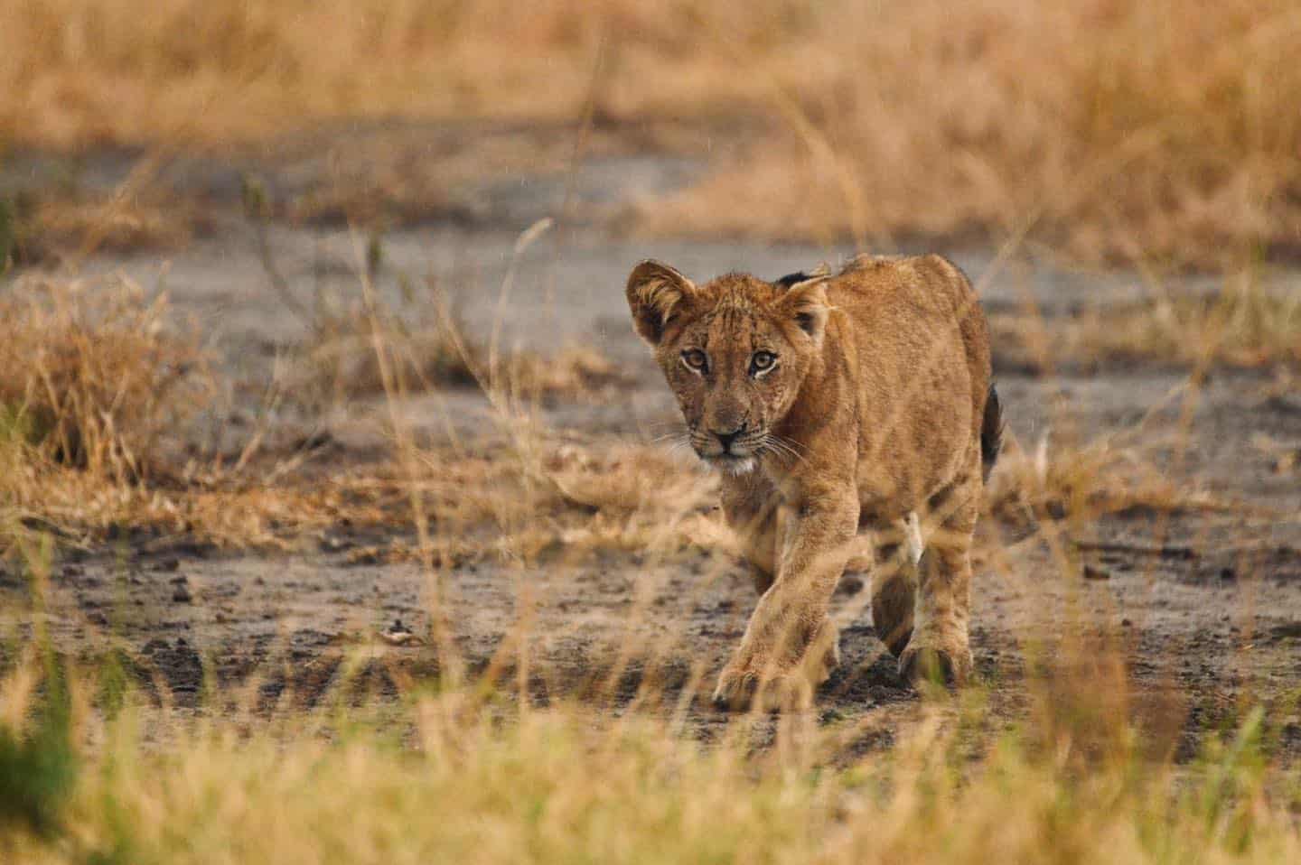 Lion Pic