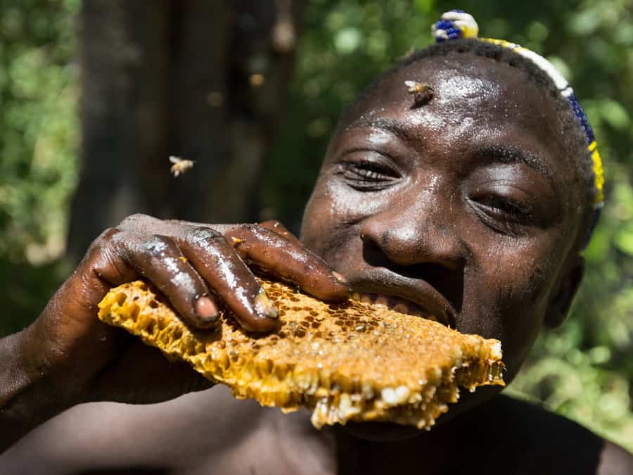 Nationalgeographic hadzabe honey harvesting
