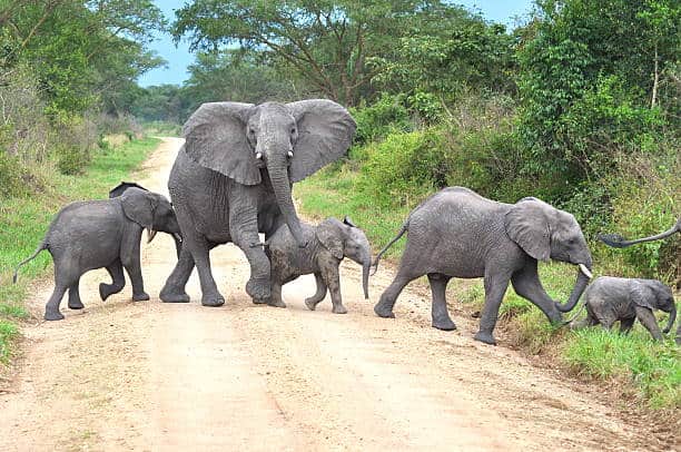 Queen Elizabeth Elephants