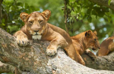 6-Day Wildlife & Primate Safari